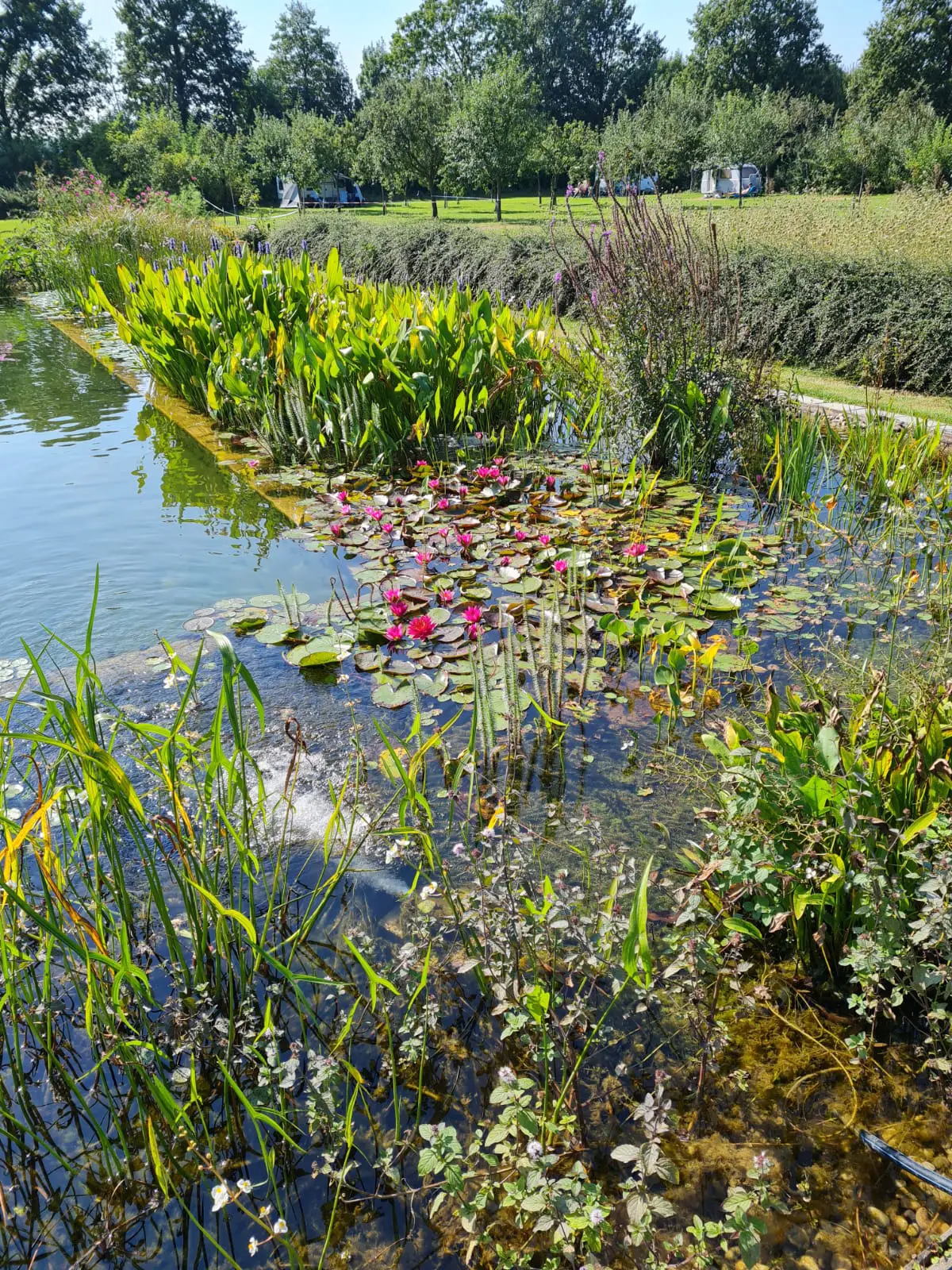 Zwemvijver 4