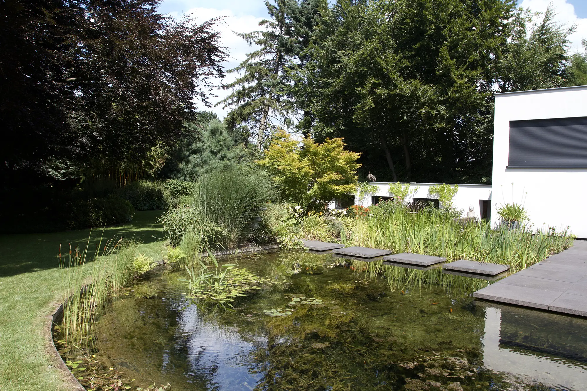 Natural Pond 3