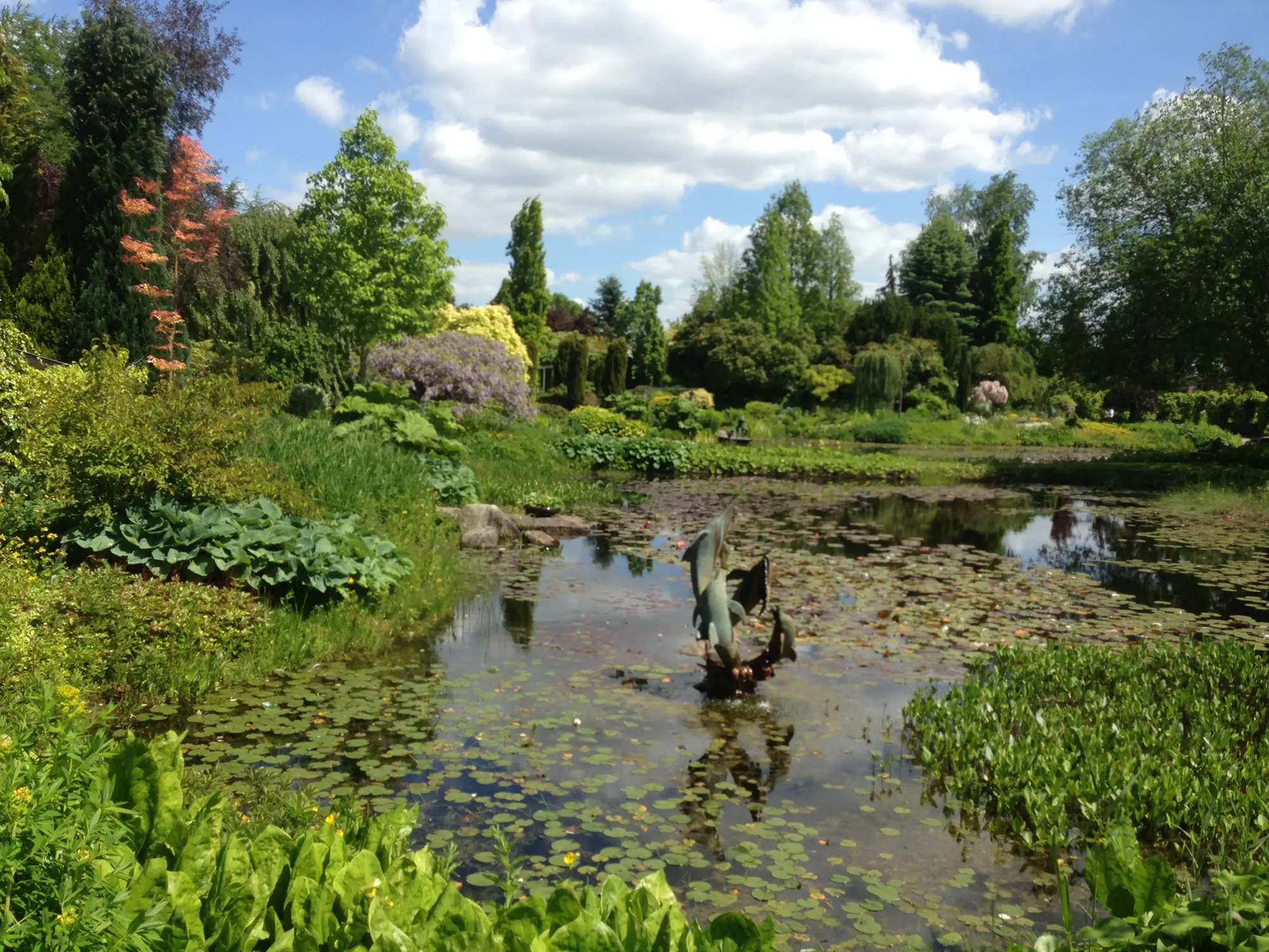 Natural pond - Naturteich 4