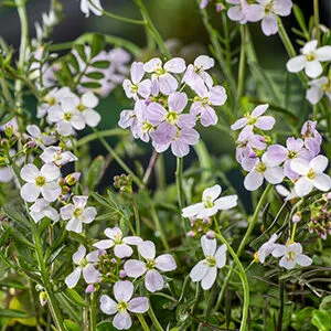 Cardamine pratensis