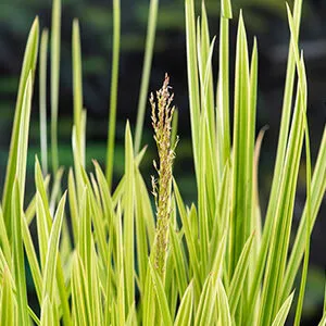 Glyceria maxima variegata