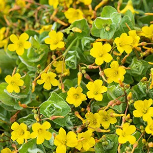 Hypericum elodes