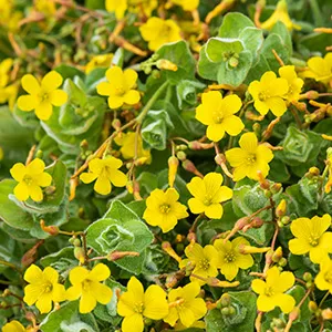 Hypericum elodes