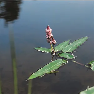 |