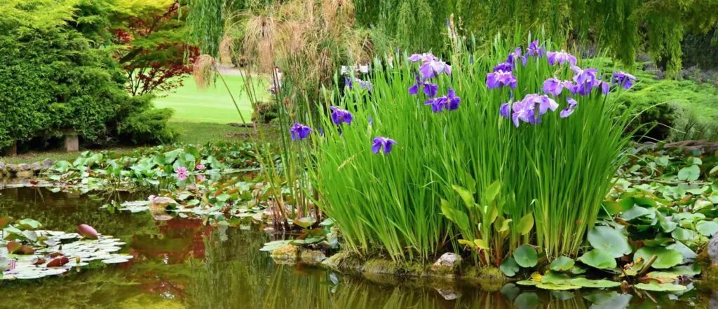 Classic pond