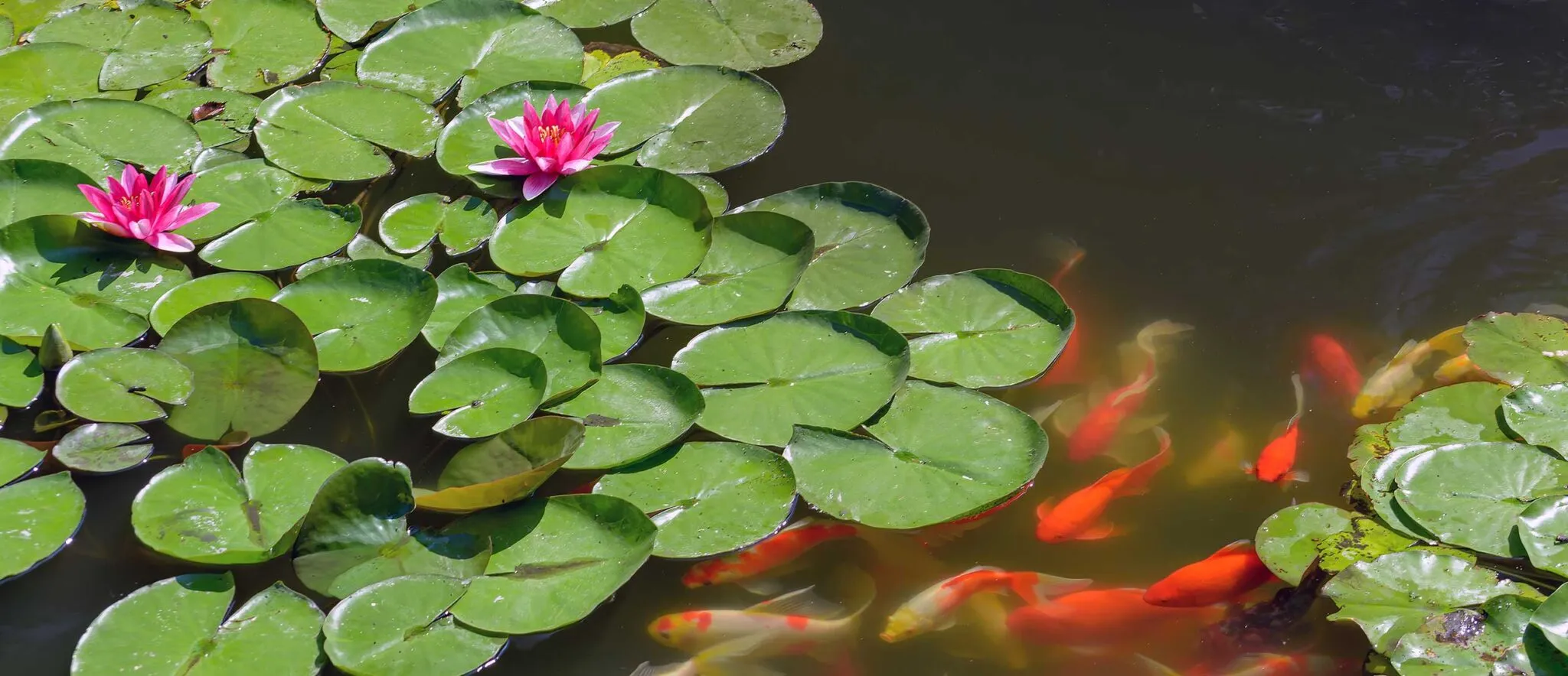 Koi pond