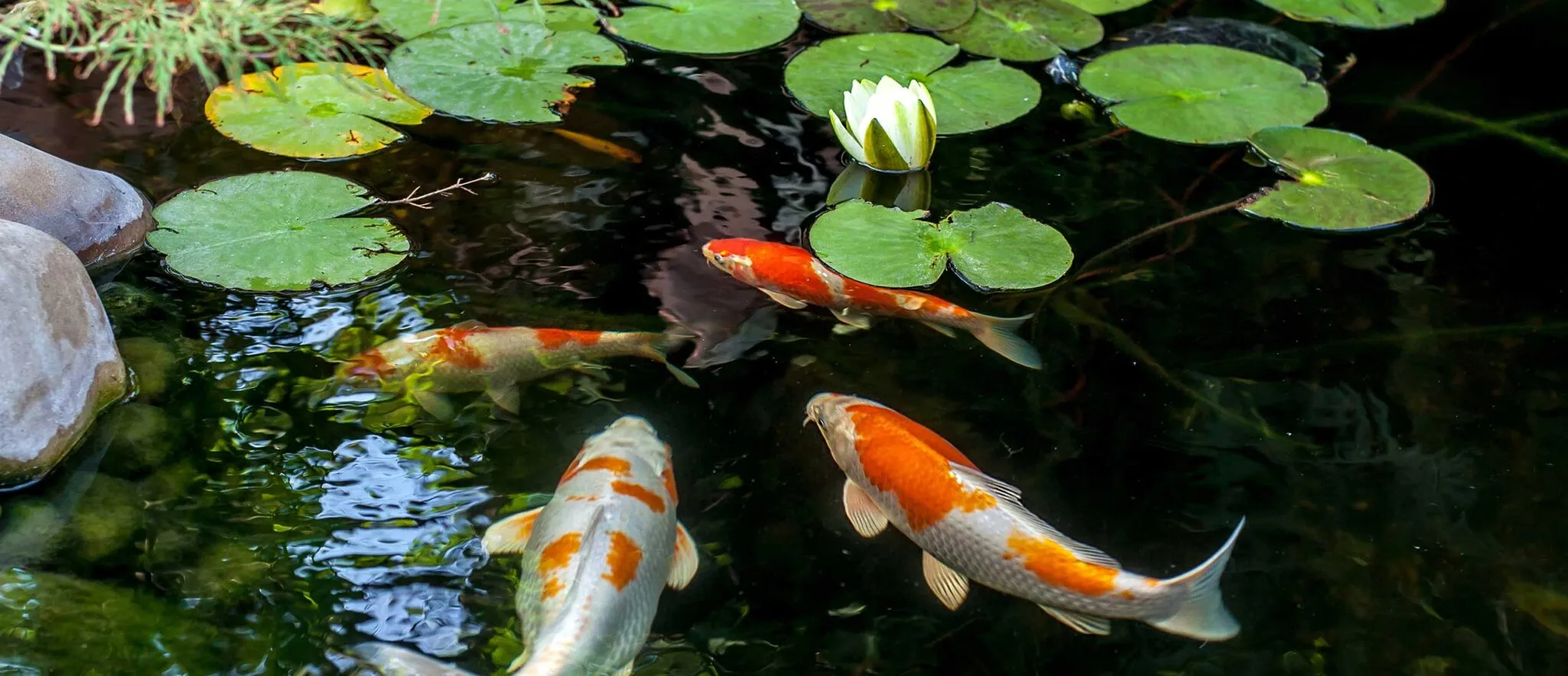 Koi pond