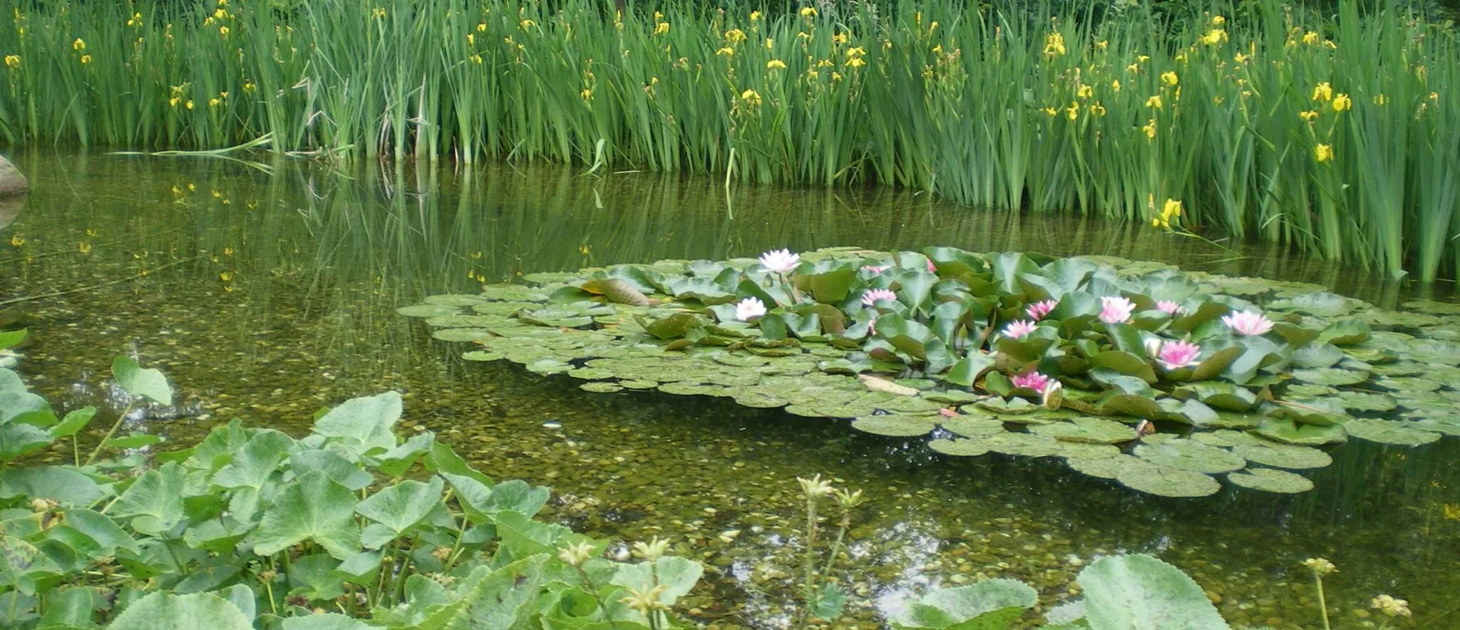Natural pond