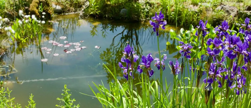 Natural pond