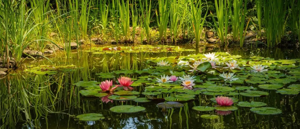 Natural pond