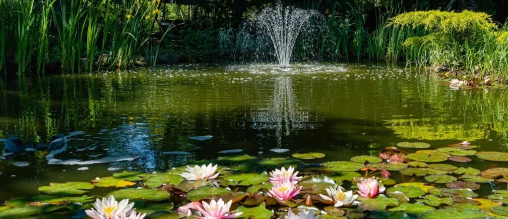 Natural pond